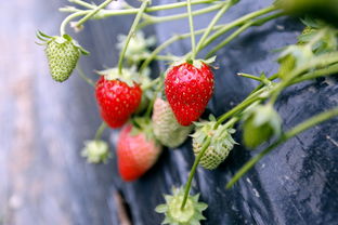 瑞玲果蔬种植农民专业合作社大棚里长势喜人的草莓