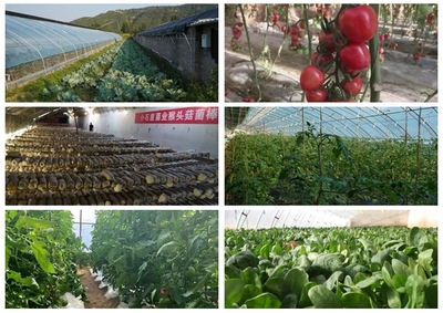 黄陵:壮大集体经济系列报道12 发展大棚果蔬种植 壮大村集体经济