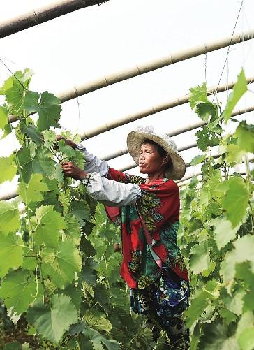 今年以来,山东省邹平县长山镇八方农场的500余亩果蔬种植基地实施间作
