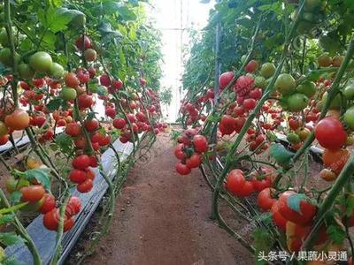 番茄苗种植新手必看!常见问题及解决方法汇总
