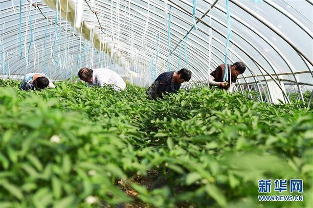 安徽肥东:发展大棚蔬菜种植助脱贫