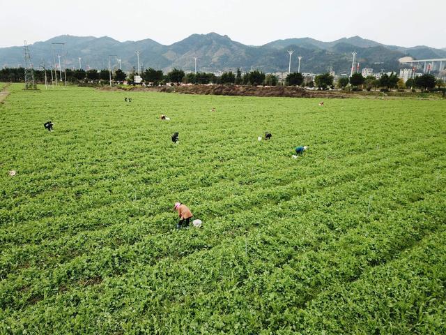 在榕江县三鑫天源蔬菜种植基地,群众正在采摘豌豆尖.
