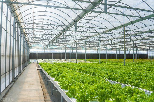 温室大棚蔬菜种植技术