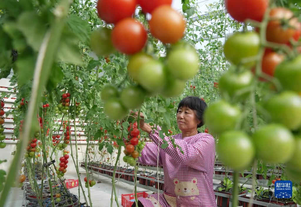 河北卢龙:特色果蔬种植鼓起农民“钱袋子”
